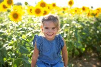 Dattilio: Sunflowers 2022