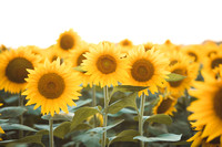 Sunflowers 2021